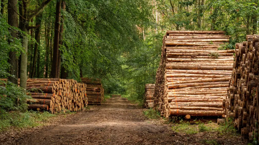 Grumes de bois empilées le long d’un chemin forestier, marquées à la peinture orange