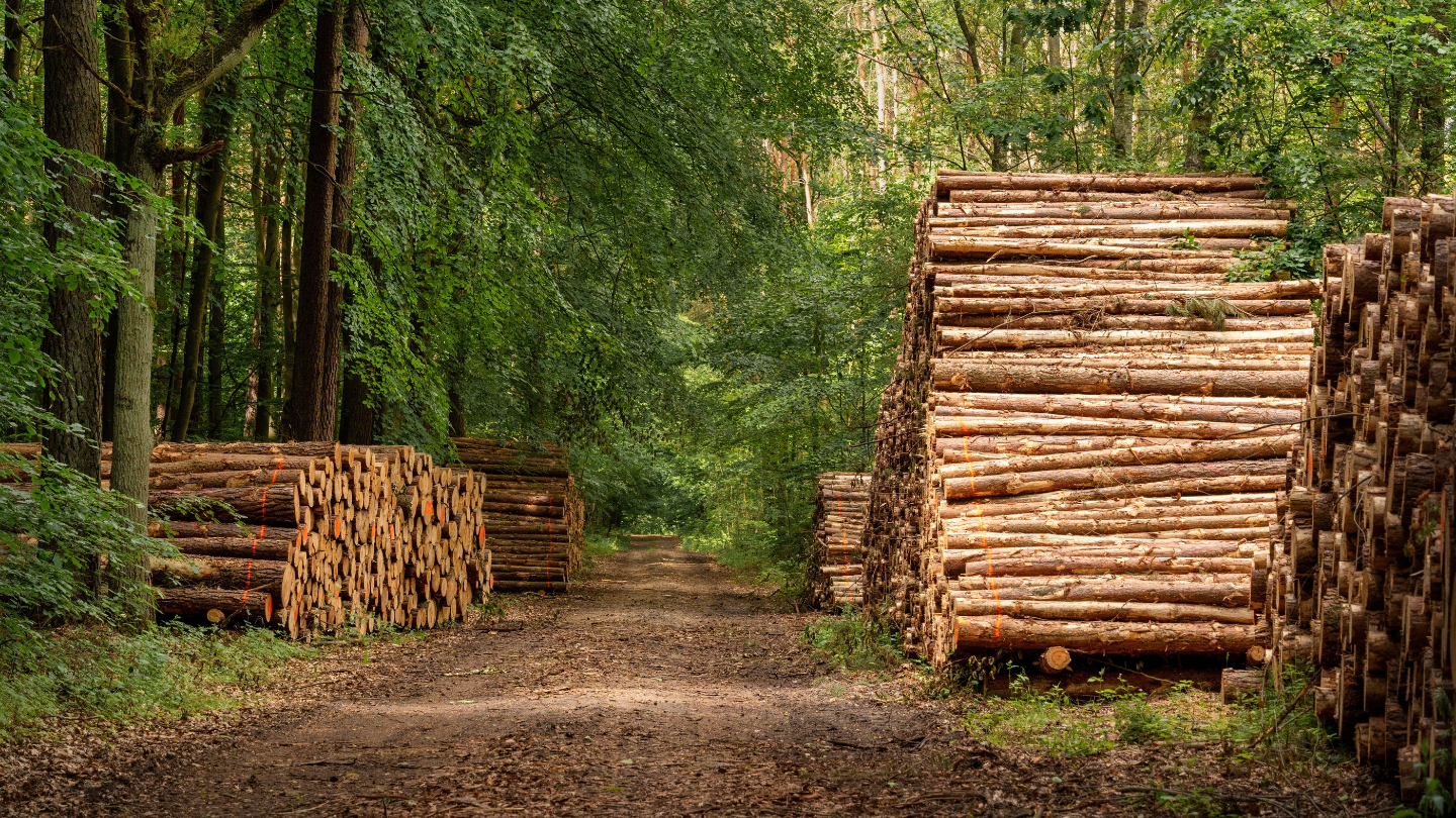 Grumes de bois empilées le long d’un chemin forestier, marquées à la peinture orange