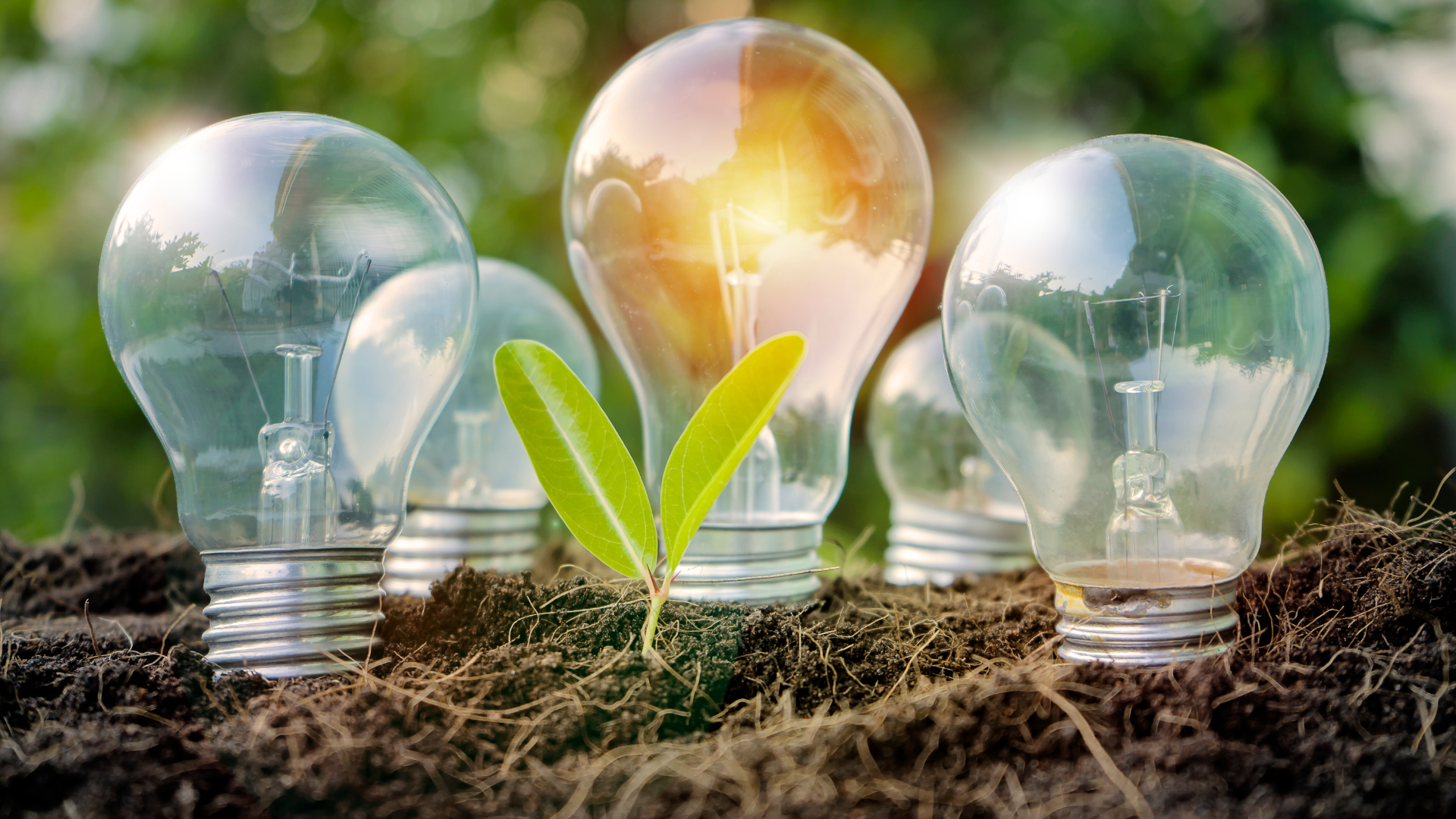 Ampoules posées dans la terre avec une jeune pousse verte au soleil, symbole d'électricité verte pour l'entreprise